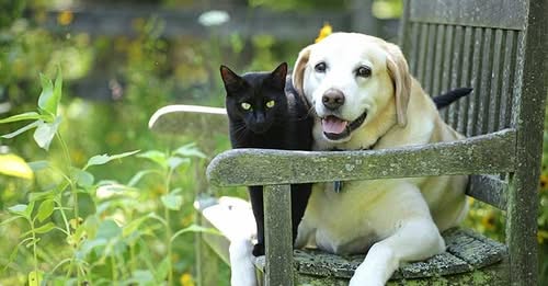 সাবধান!!! পোষা কুকুর, বিড়ালকে একটানা আটকে রাখলে জেল-জরিমানা হবে নতুন আইনে